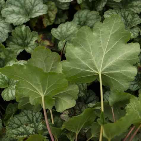 Żurawka amerykańska Dale's Strain (C2)