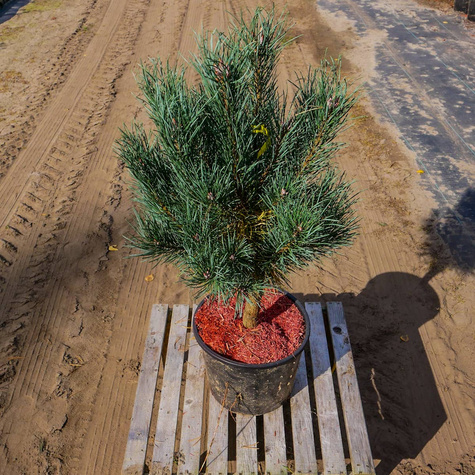 Sosna zwyczajna Watereri