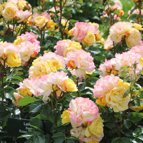 Róża rabatowa Lampion żółta