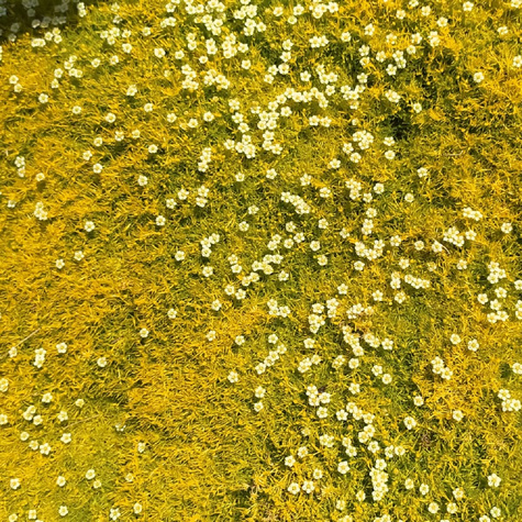 Karmnik ościsty Aurea (C2)