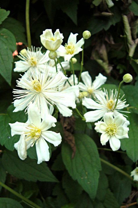 Powojnik Clematis botaniczny Paul Farges