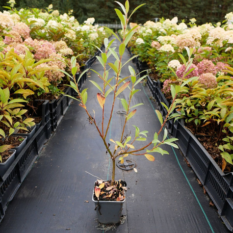 Wierzba wiotka mt aso (P9)