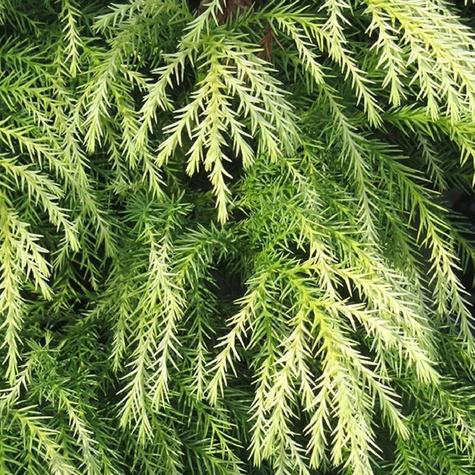 Szydlica japońska Kryptomeria Sekkan-Sugi