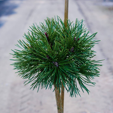 Sosna górska kosodrzewina Litomyśl szczepiona Pa 60cm