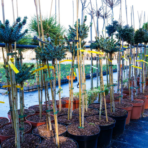 Świerk serbski Beskid szczepiony na pniu Pa50