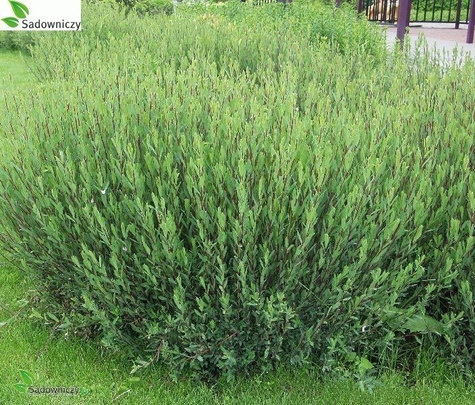 Wierzba purpurowa nana płożąca (C2)