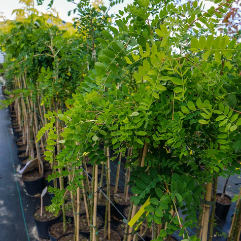 Karagana syberyjska Pendula szczepiona na pniu