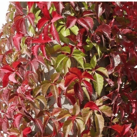 Winobluszcz zaroślowy pięciolistkowy Miododajny doniczka C2