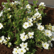 Pięciornik krzewiasty 'Bella Bianca' (C2)