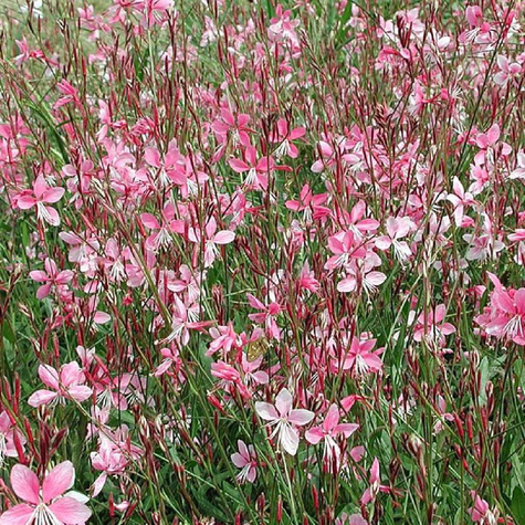 Gaura Gambit Rose Bicolor (C2)