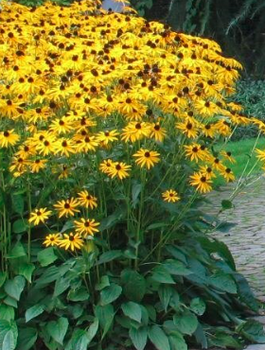 Rudbekia błyskotliwa Goldsturm Miododajna