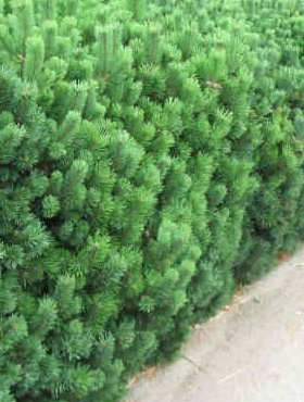 Sosna górska kosodrzewina Rotundata (C2)