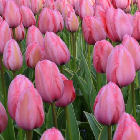 Tulipan darwina Design Impression