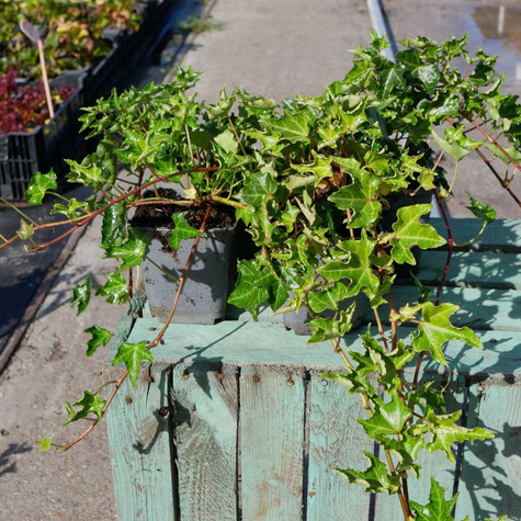 Bluszcz pospolity Crispa (C2)