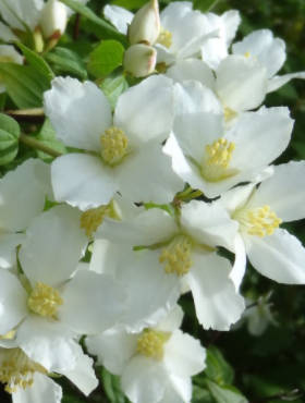 Jaśminowiec Erectus (C2)