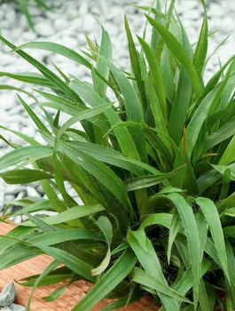 Kosmatka olbrzymia Sherwood