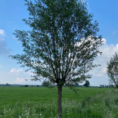 Wierzba Palmowa Szczepiona Na Pniu 