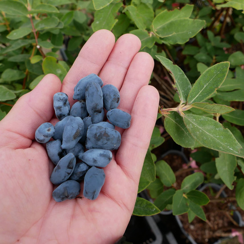 Jagoda kamczacka Ałtaj