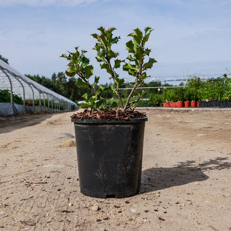 Ostrokrzew Blue Angel żeński (C2)