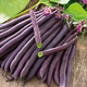 Fasola szparagowa fioletowa karłowa Amethyst 30g