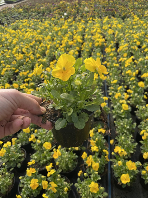 Bratek Bratki Fiołek ogrodowy drobnokwiatowy żółty sadzonka w doniczce