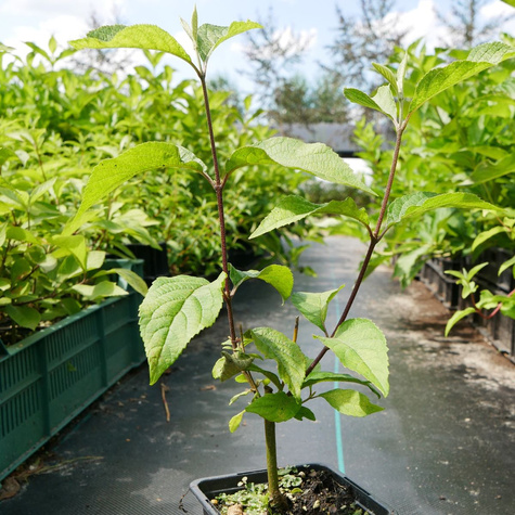 Pięknotka Bodiniera Profusion Koralikowy Krzew (P9)