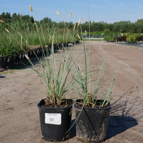 Sesleria lśniąca (C2)
