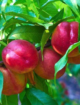 Nektaryna Fantasia w doniczce