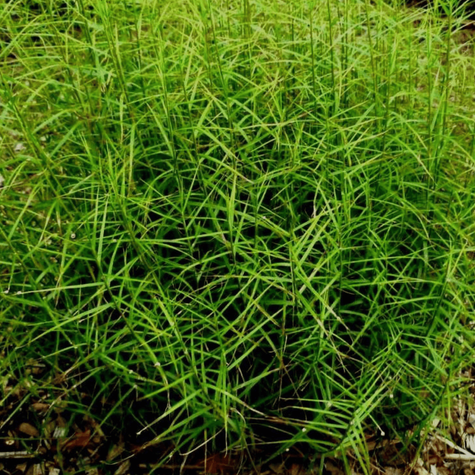 Turzyca palmowa (C2)