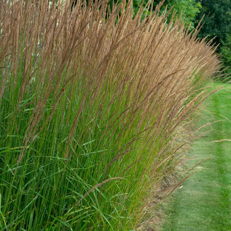 Trzęślica modra Moorhexe (C2)