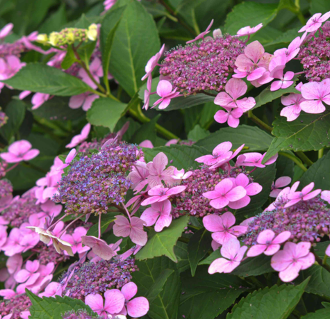 Hortensja ogrodowa Mariesii Perfecta (C2)
