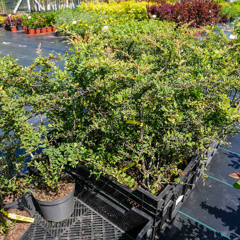 Berberys thunberga Smaragd