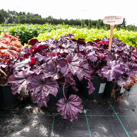 Żurawka ogrodowa Forever Purple (C2)