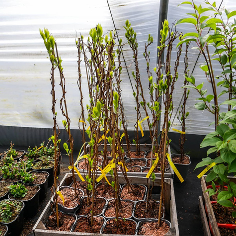 MINI KIWI Aktinidia Ostrolistna Kokuwa obupłciowa C1