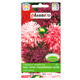 Aster chiński chryzantemowy wysoki mix 1g Plantico