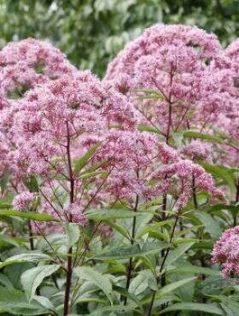 Sadziec plamisty Atropurpureum (C2)