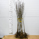 Śliwa Bluefree Plant Pack
