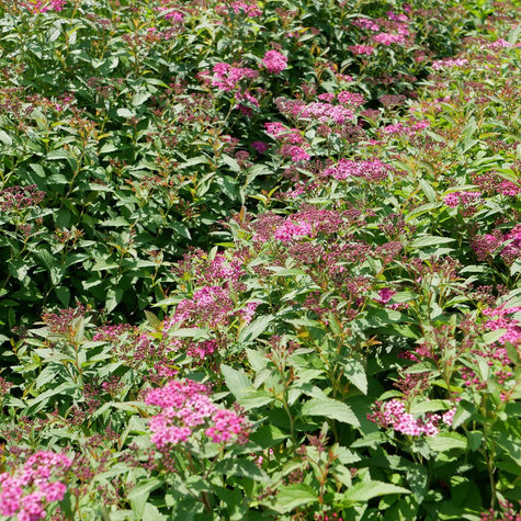 Tawuła japońska Anthony Waterer (P9)