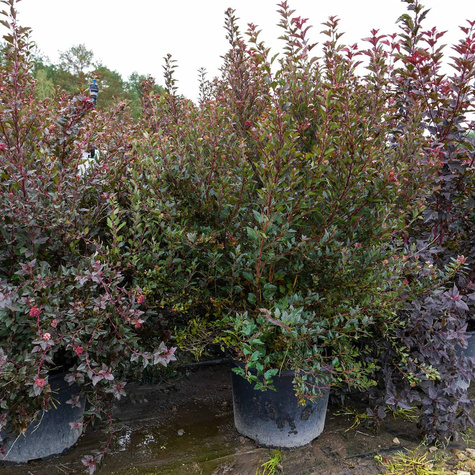 Pęcherznica kalinolistna Red Compact