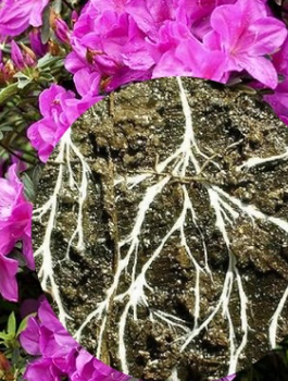 Mikoryza do wrzosów, rododendronów i borówek 100g