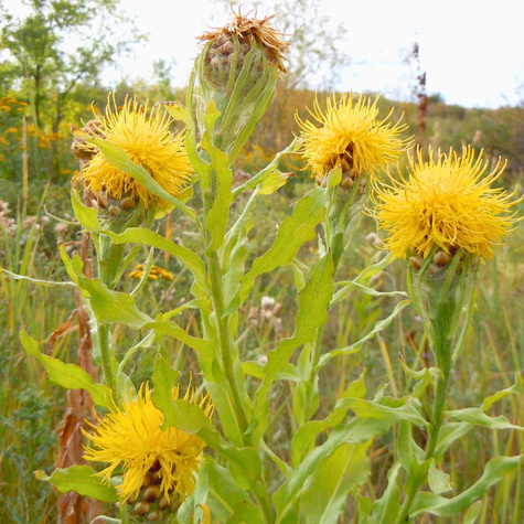 Chaber wielkogłówkowy (C2)