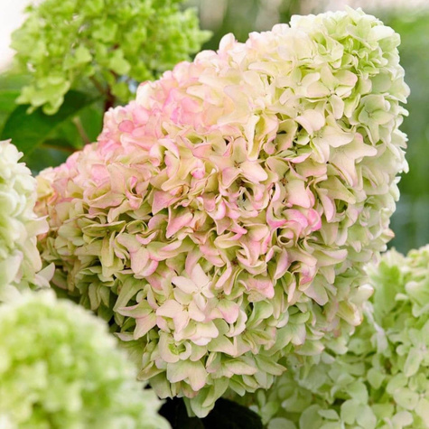 Hortensja bukietowa Hercules (C2)