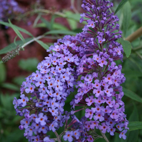 Budleja Davida Nanho Blue (C2)