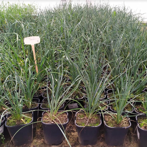 Juka Srebrzysta (C2)