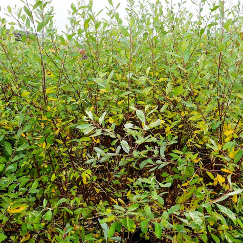 Wierzba szara Tricolor