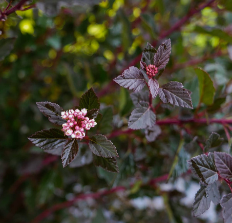 Pęcherznica kalinolistna Red Compact
