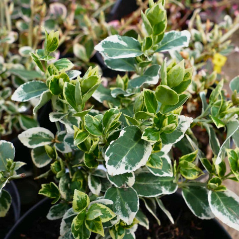 Trzmielina Fortune'a Silver Queen (P9)