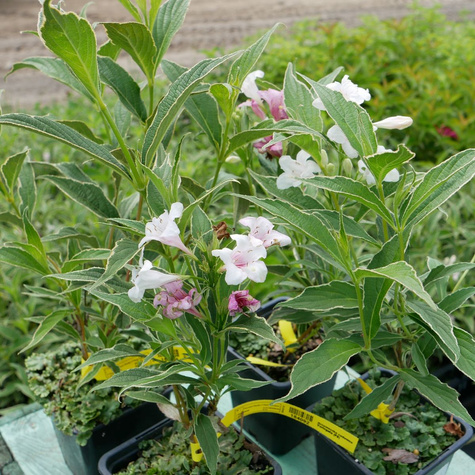 Krzewuszka cudowna Variegata (P9)