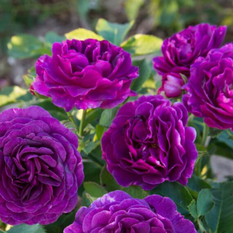 Róża rabatowa Minerva fioletowa