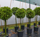 Tuja Thuja Kula na pniu